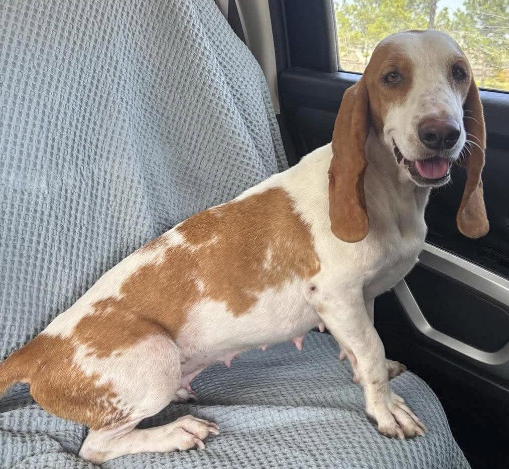 Enlarge HANNAH, a Adoptable Basset Hound in Mays Landing, NJ image 2/3