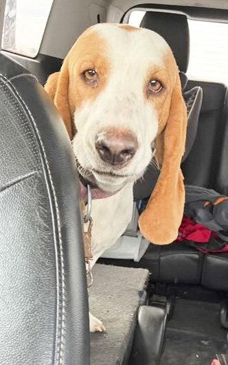 Enlarge HANNAH, a Adoptable Basset Hound in Mays Landing, NJ image 3/3