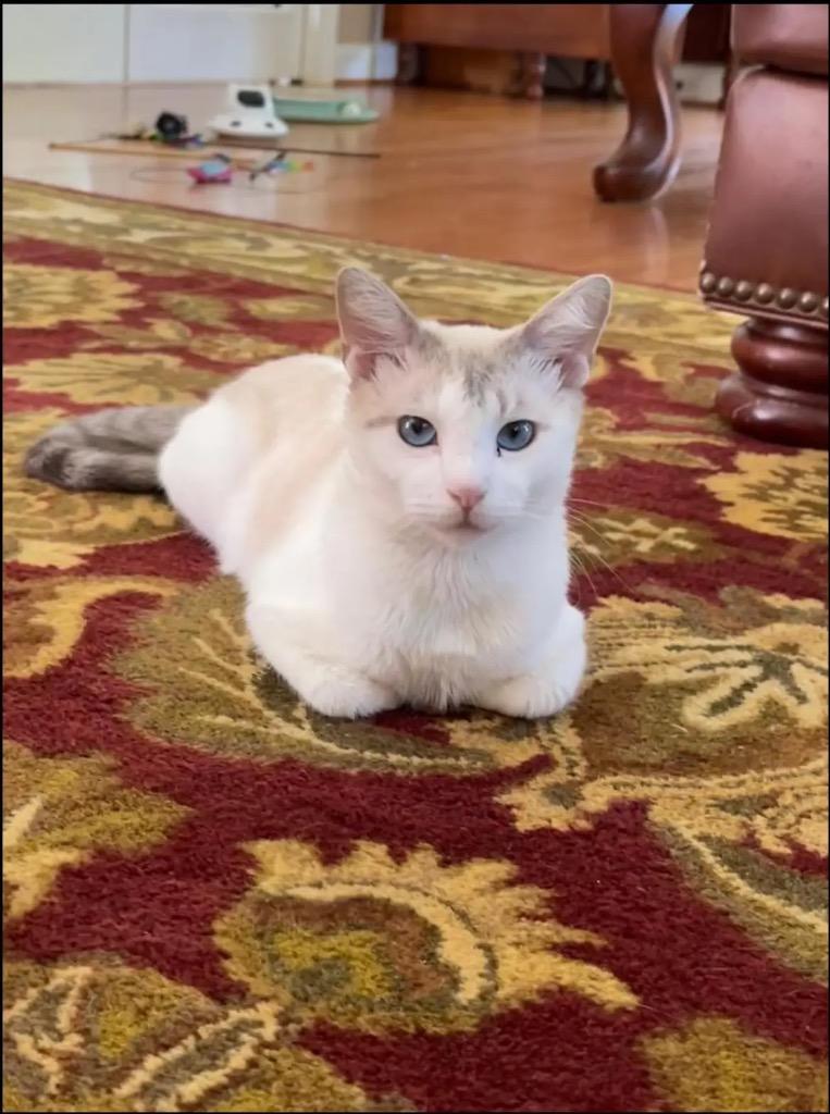 Cotton, Adoptable, Young Male Domestic Short Hair.