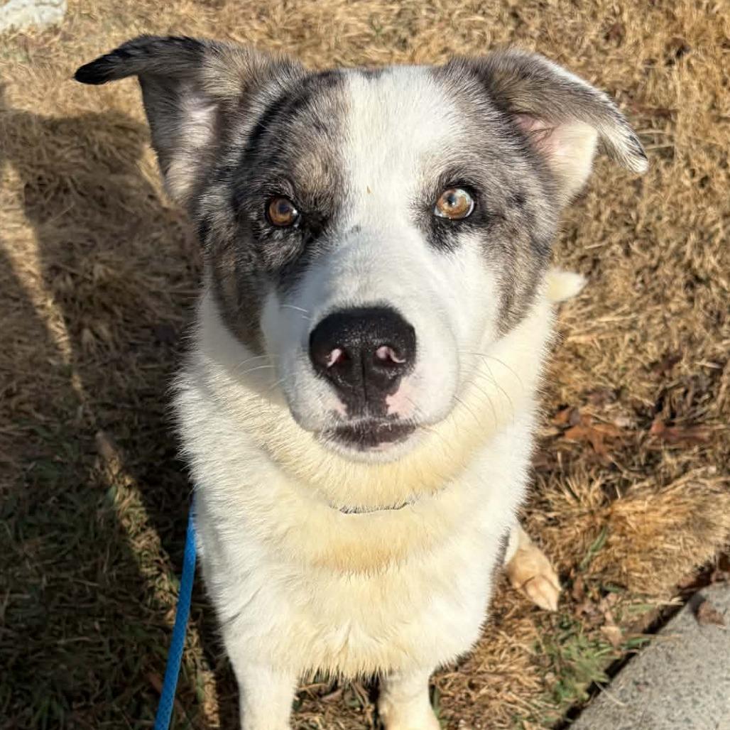 Tommy, Adoptable, Young Male Shepherd.