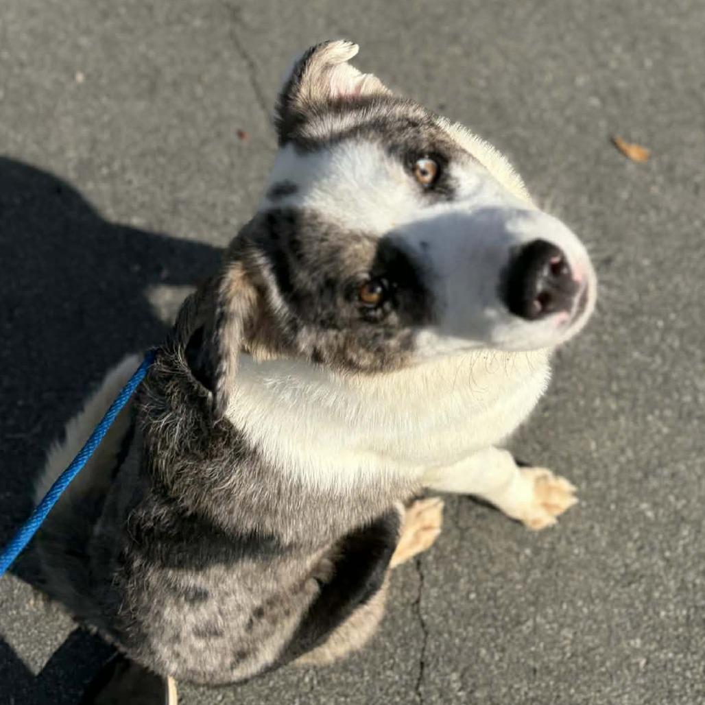 Tommy, a Adoptable mixed breed in Colorado Springs, CO image 2/6
