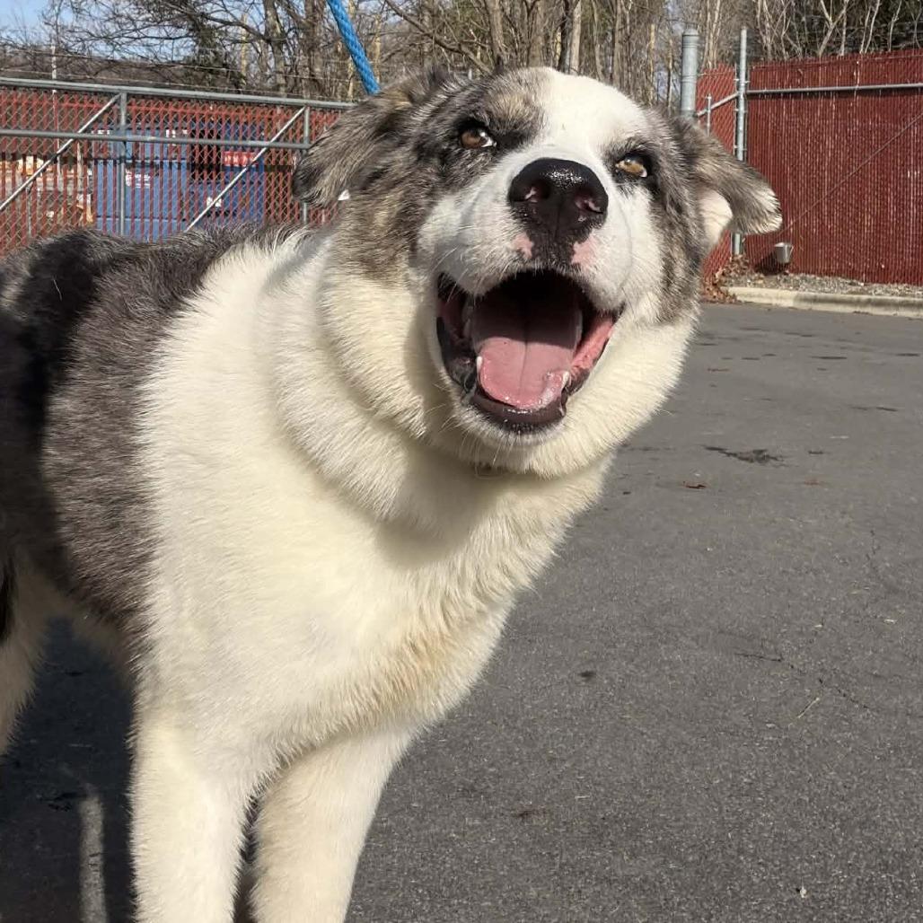 Tommy, a Adoptable mixed breed in Colorado Springs, CO image 3/6
