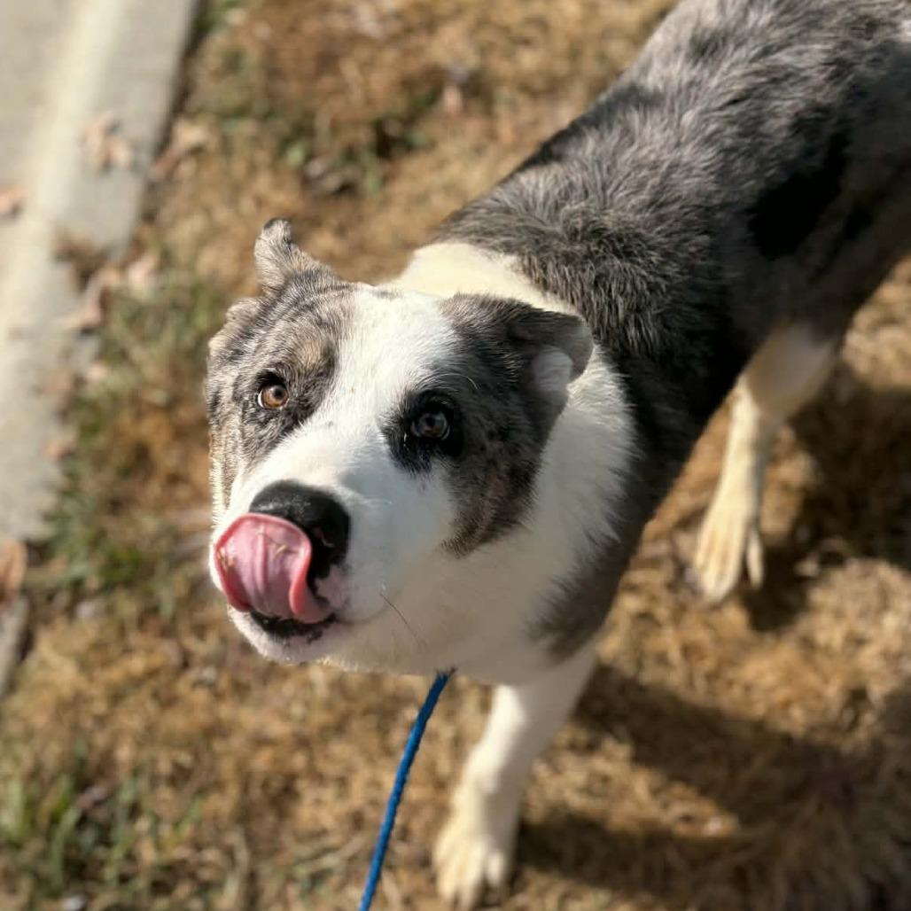 Tommy, a Adoptable mixed breed in Colorado Springs, CO image 4/6