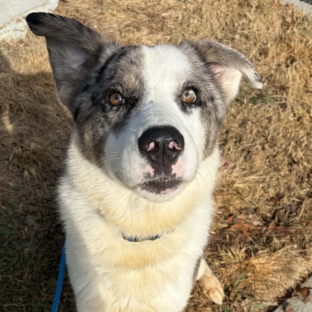Tommy, a Adoptable mixed breed in Colorado Springs, CO image 5/6