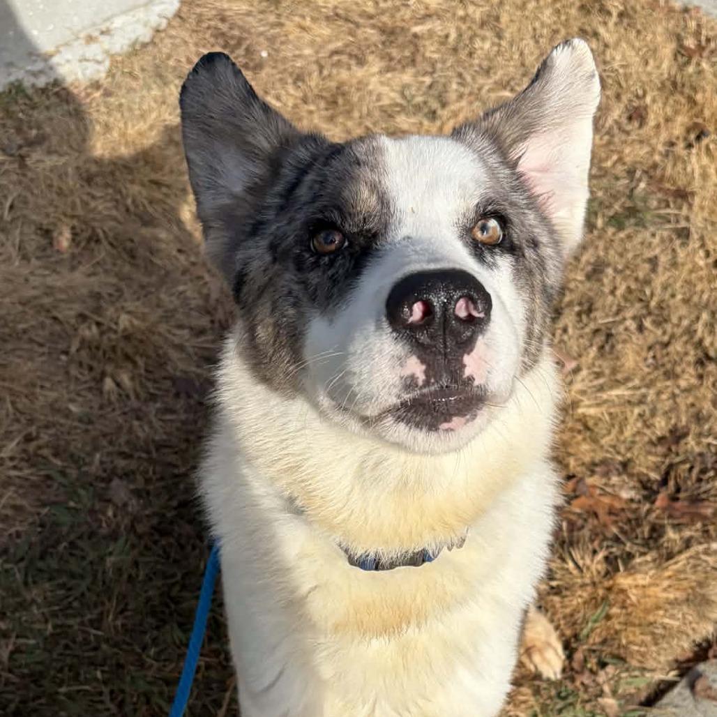 Tommy, a Adoptable mixed breed in Colorado Springs, CO image 6/6