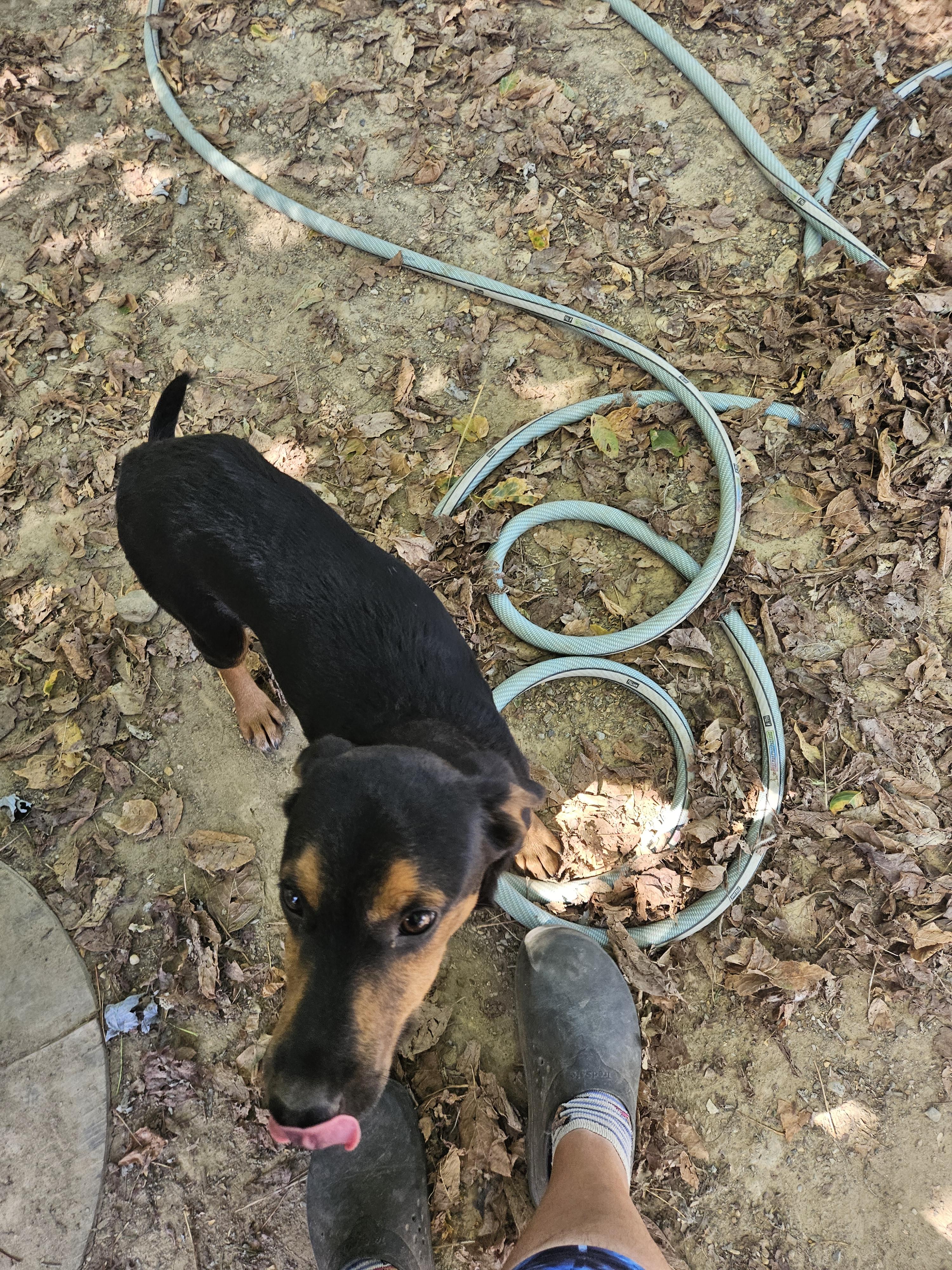 Enlarge Flint, a Adoptable mixed breed in Tracy City , TN image 1/3