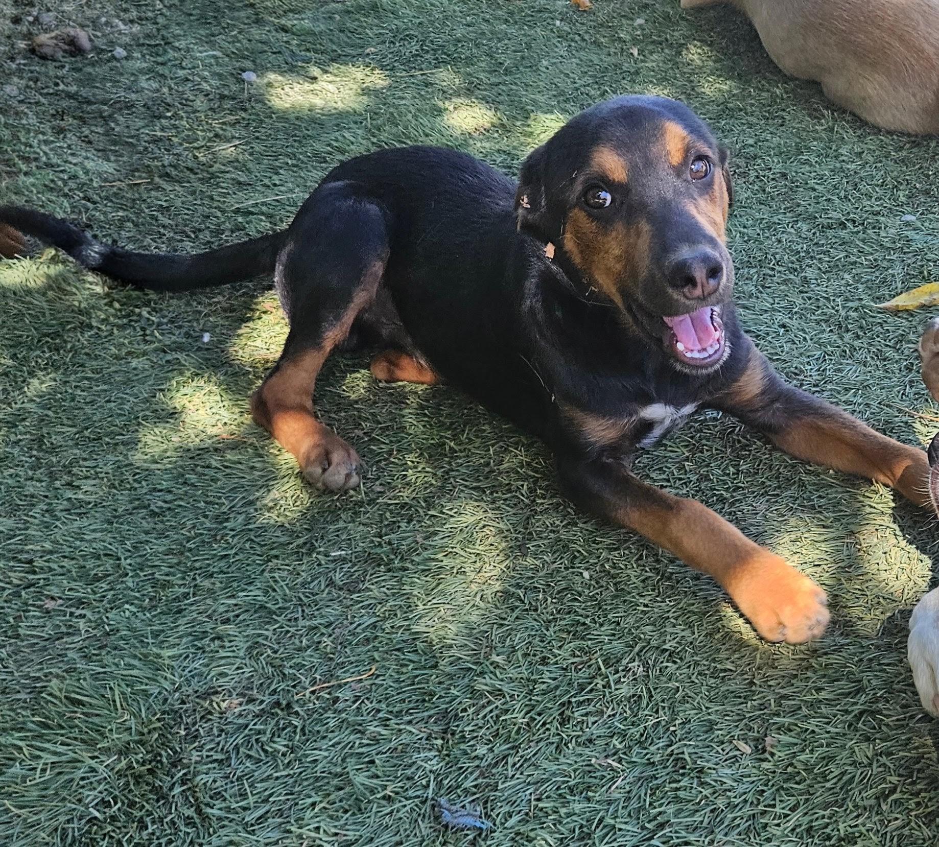 Enlarge Flint, a Adoptable mixed breed in Tracy City , TN image 2/3