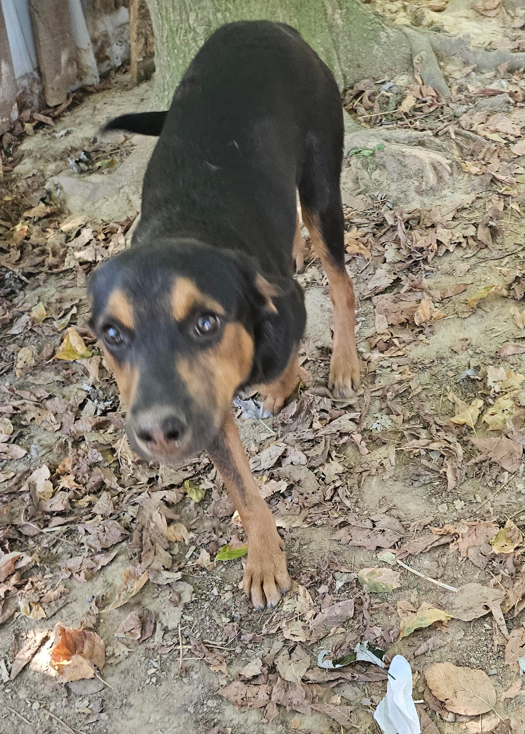 Enlarge Flint, a Adoptable mixed breed in Tracy City , TN image 3/3