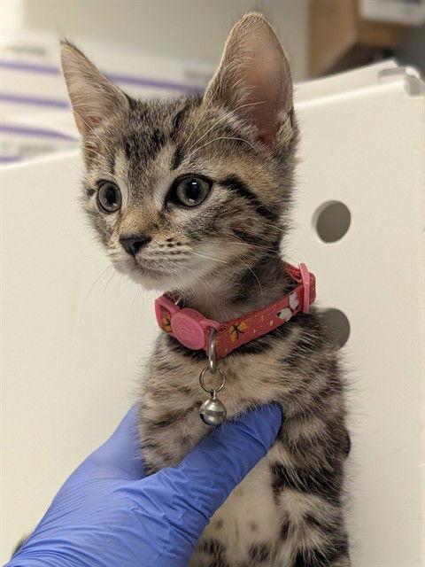 Dylan, Adoptable, Senior Male Domestic Short Hair.