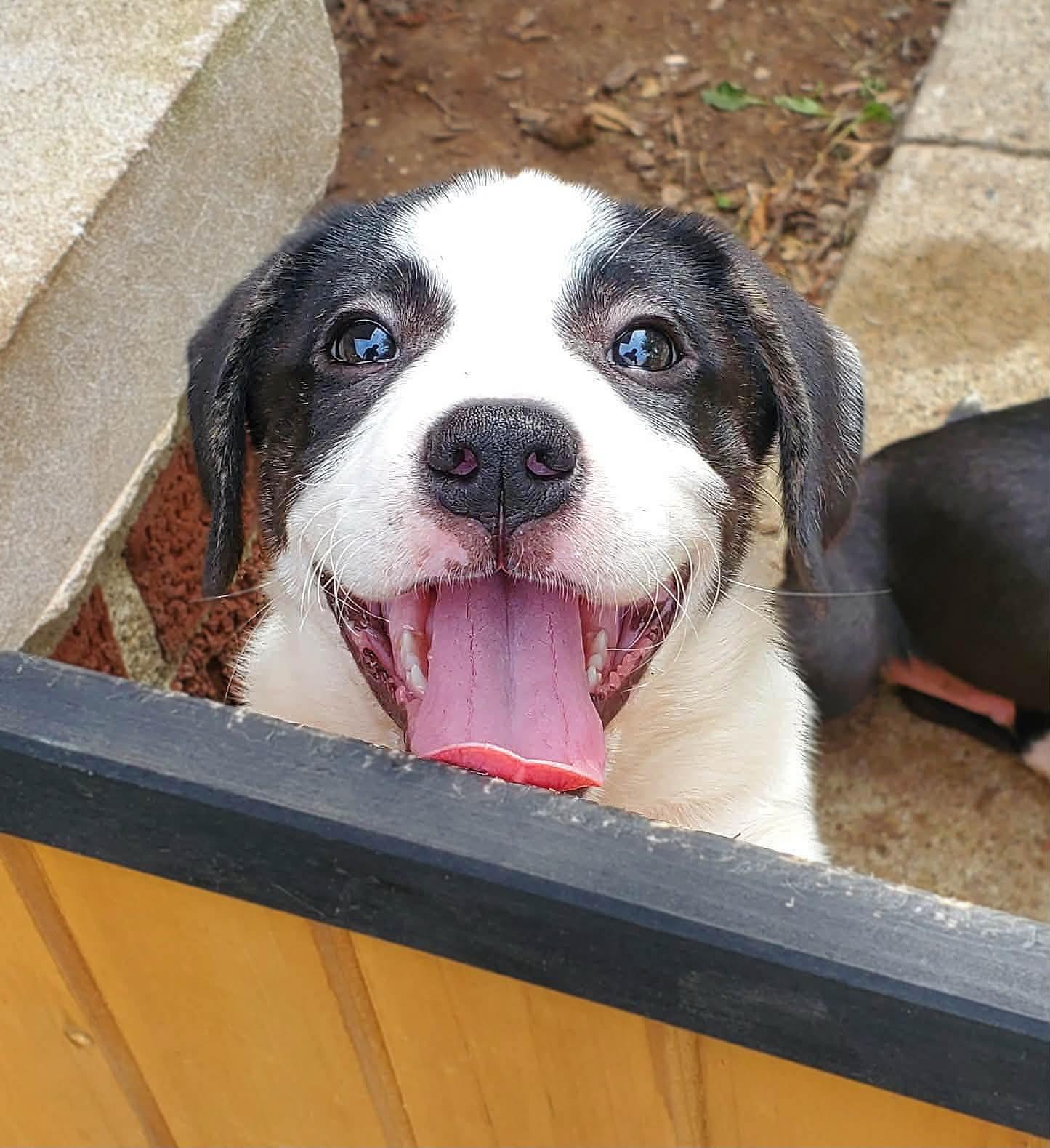 Enlarge Ruby, a Adoptable mixed breed in New Albany, OH image 1/1