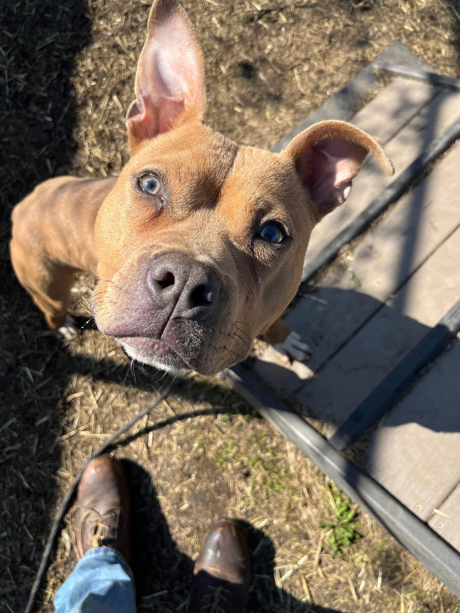 Enlarge Ollie, an adopted Pit Bull Terrier in Chicago, IL image 2/5