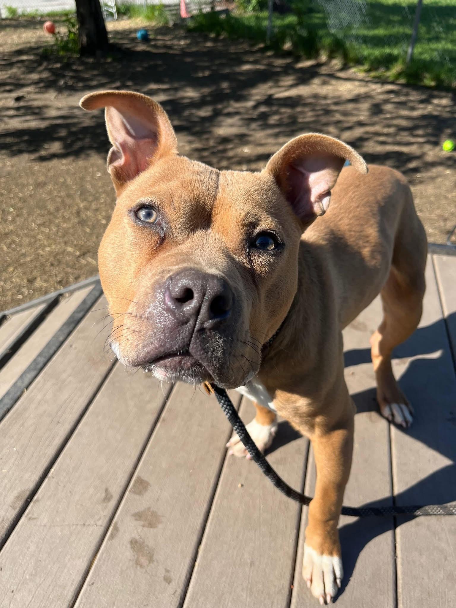 Enlarge Ollie, an adopted Pit Bull Terrier in Chicago, IL image 3/5