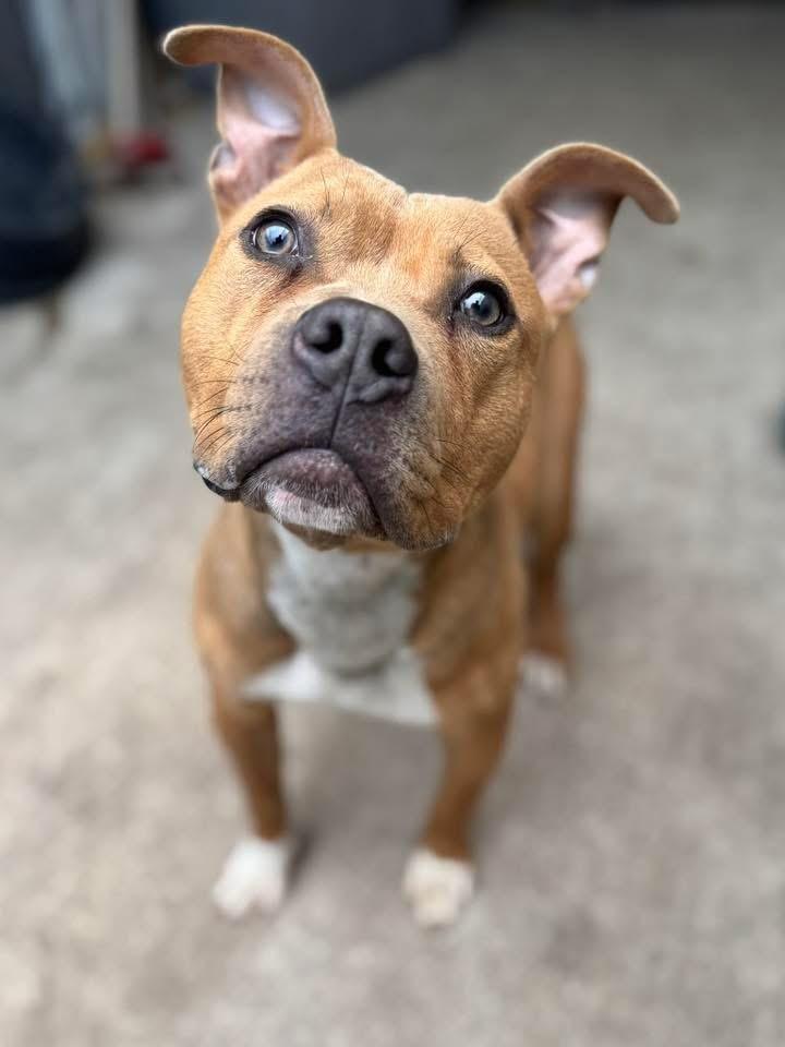 Ollie, ADOPTABLE, Young Male Pit Bull Terrier.
