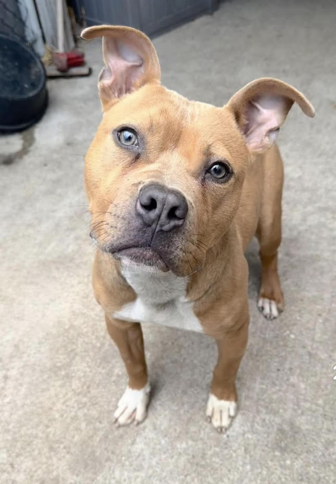 Enlarge Ollie, an adopted Pit Bull Terrier in Chicago, IL image 4/5