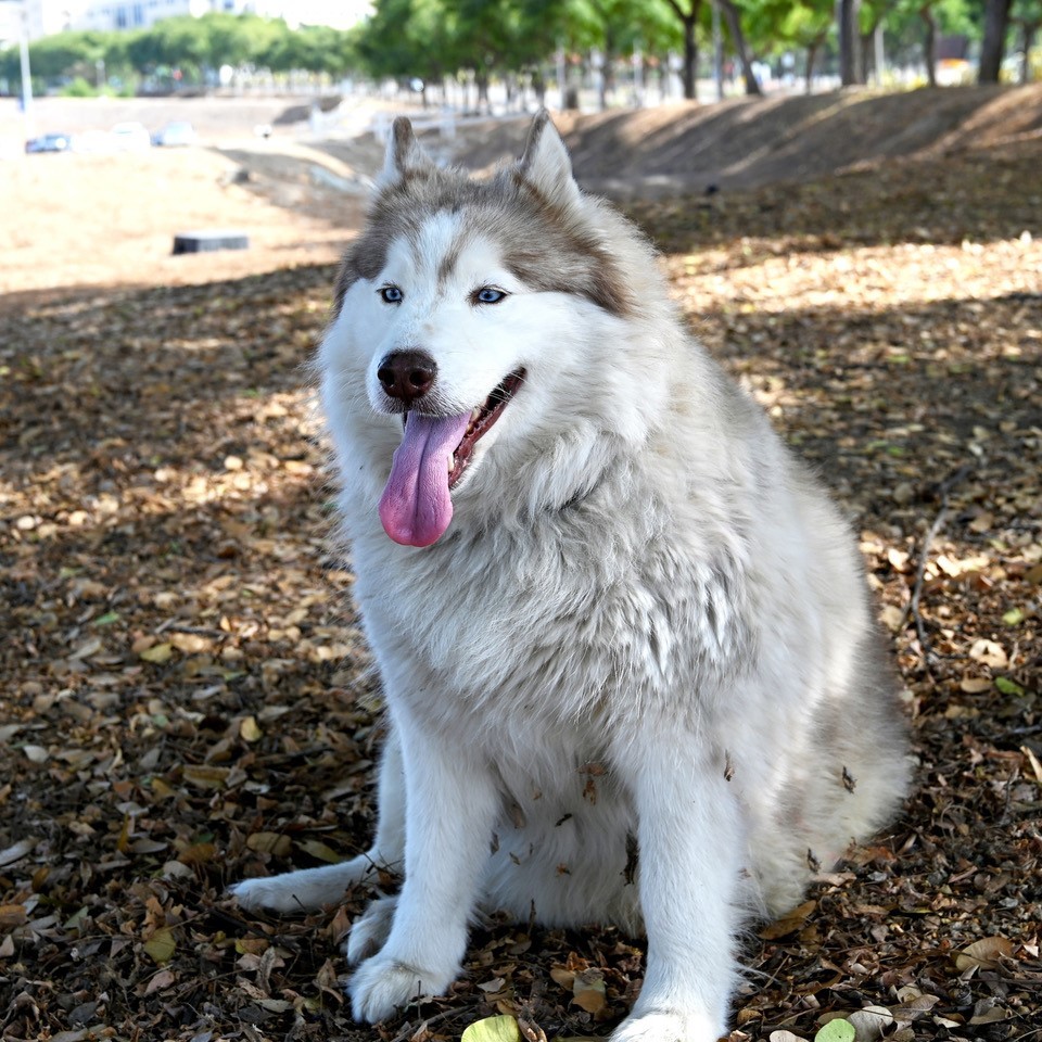 Enlarge Beatrice, a Adoptable Husky image 1/6