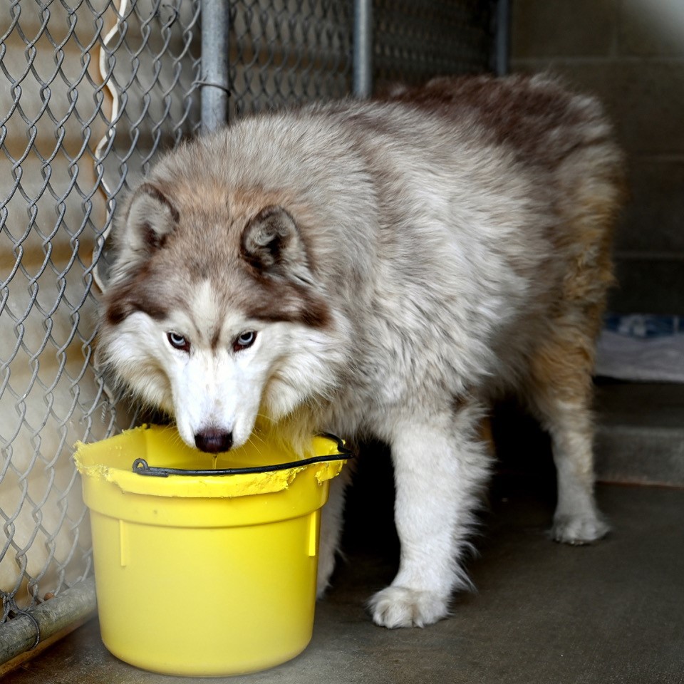 Enlarge Beatrice, a Adoptable Husky image 3/6