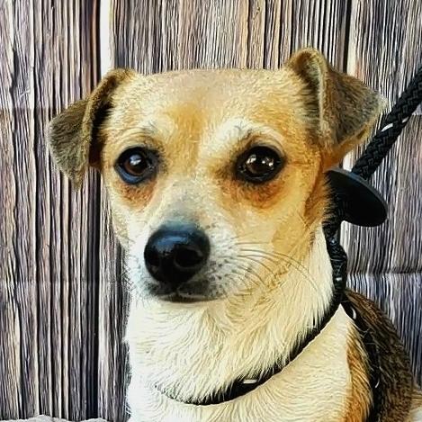 Comanche, Adopted, Adult Male Chihuahua.