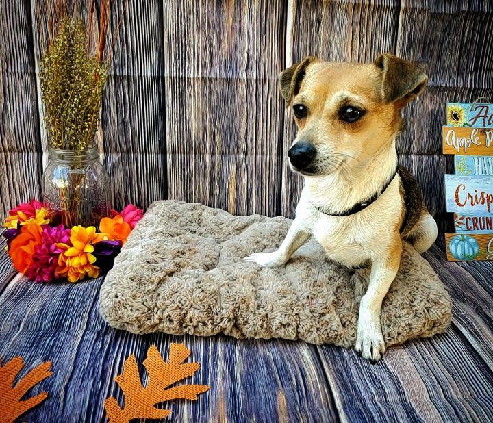 Enlarge Comanche, a Adopted mixed breed in Bakersfield, CA image 2/4