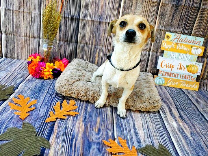 Enlarge Comanche, a Adopted mixed breed in Bakersfield, CA image 4/4