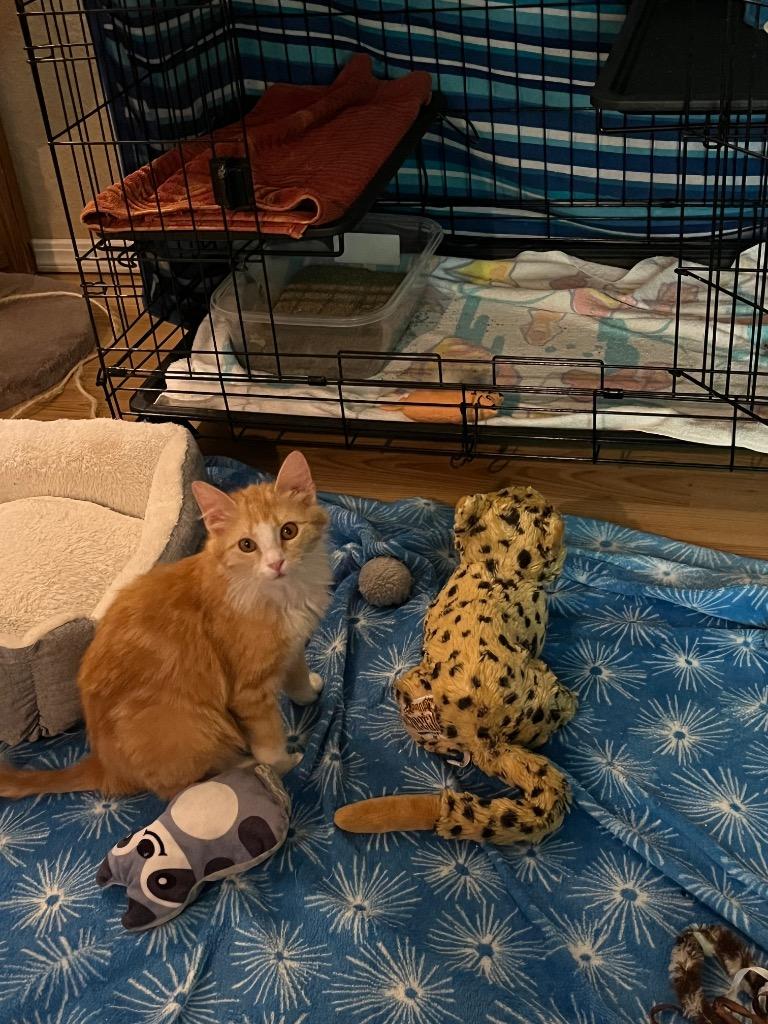 ORANGE SLICE, Adoptable, Kitten Female Domestic Medium Hair.