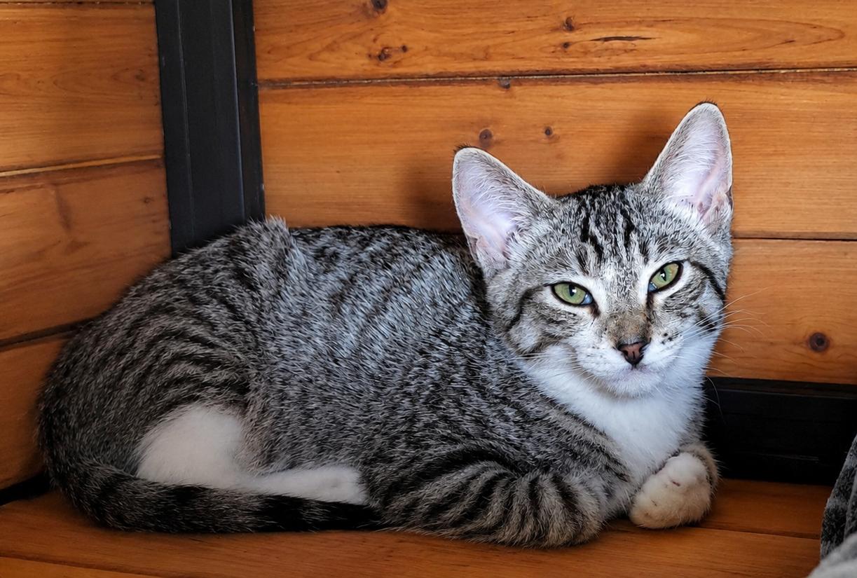 LOCKET, ADOPTABLE, Kitten Female American Shorthair.