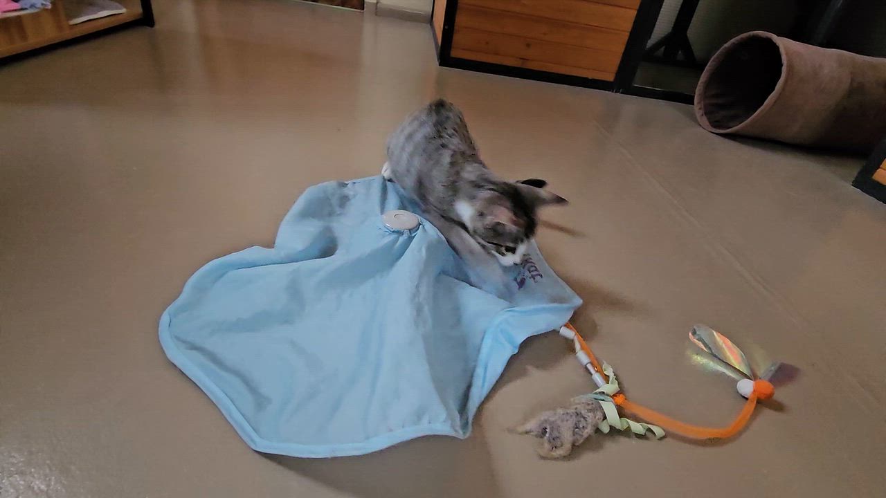 Enlarge LOCKET, a ADOPTABLE American Shorthair in Pinedale, WY video 3/3