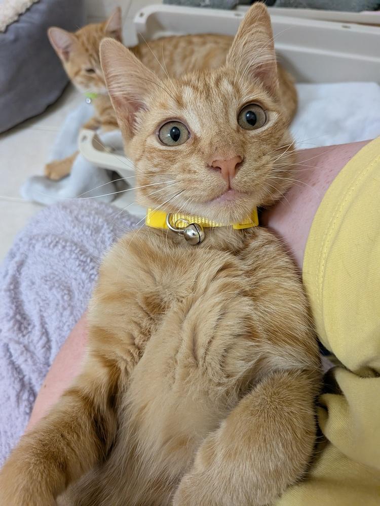 Angelo, Adopted, Young Male Domestic Short Hair.