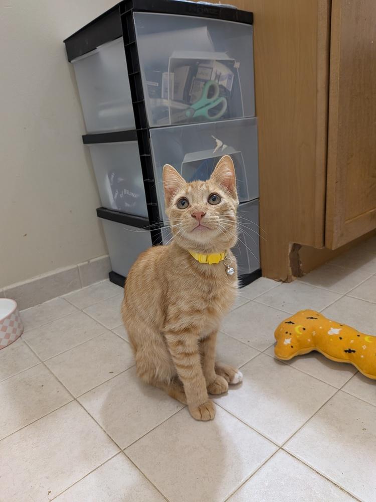 Enlarge Angelo, a Adopted mixed breed in Walla Walla, WA image 2/6