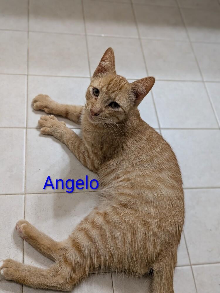 Enlarge Angelo, a Adopted mixed breed in Walla Walla, WA image 3/6