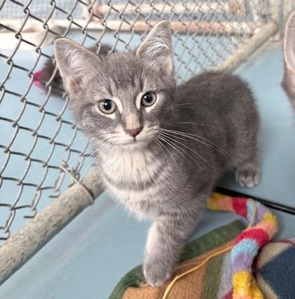 Aidan, Adoptable, Kitten Male Domestic Short Hair.