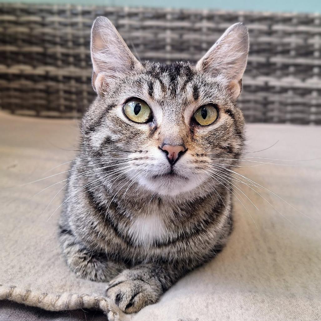 Enlarge Bumblebee, a Adoptable Domestic Short Hair in Attica, NY image 1/1