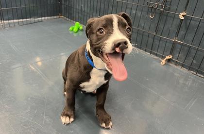 Jerky, Adoptable, Puppy Male American Staffordshire Terrier & Dachshund.