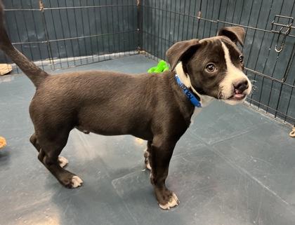 Enlarge Jerky, a Adoptable mixed breed in Phoenix, AZ image 2/3