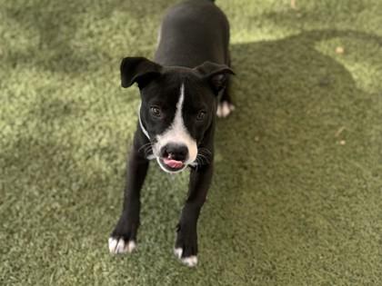 Jerky, Adoptable, Puppy Male American Staffordshire Terrier & Dachshund.