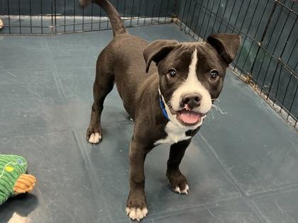 Enlarge Jerky, a Adoptable mixed breed in Phoenix, AZ image 3/3