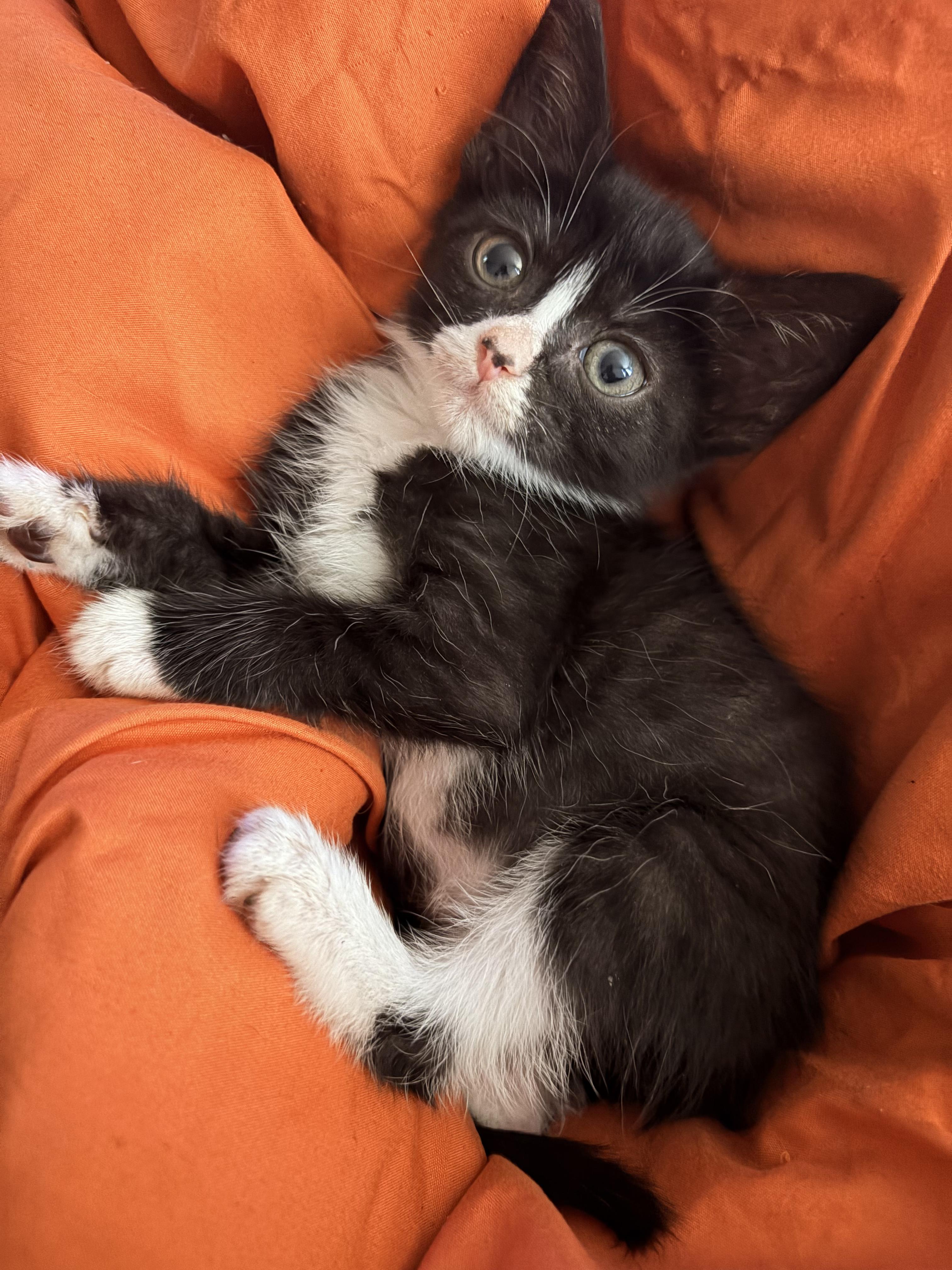 Moana, ADOPTABLE, Kitten Female Domestic Medium Hair.