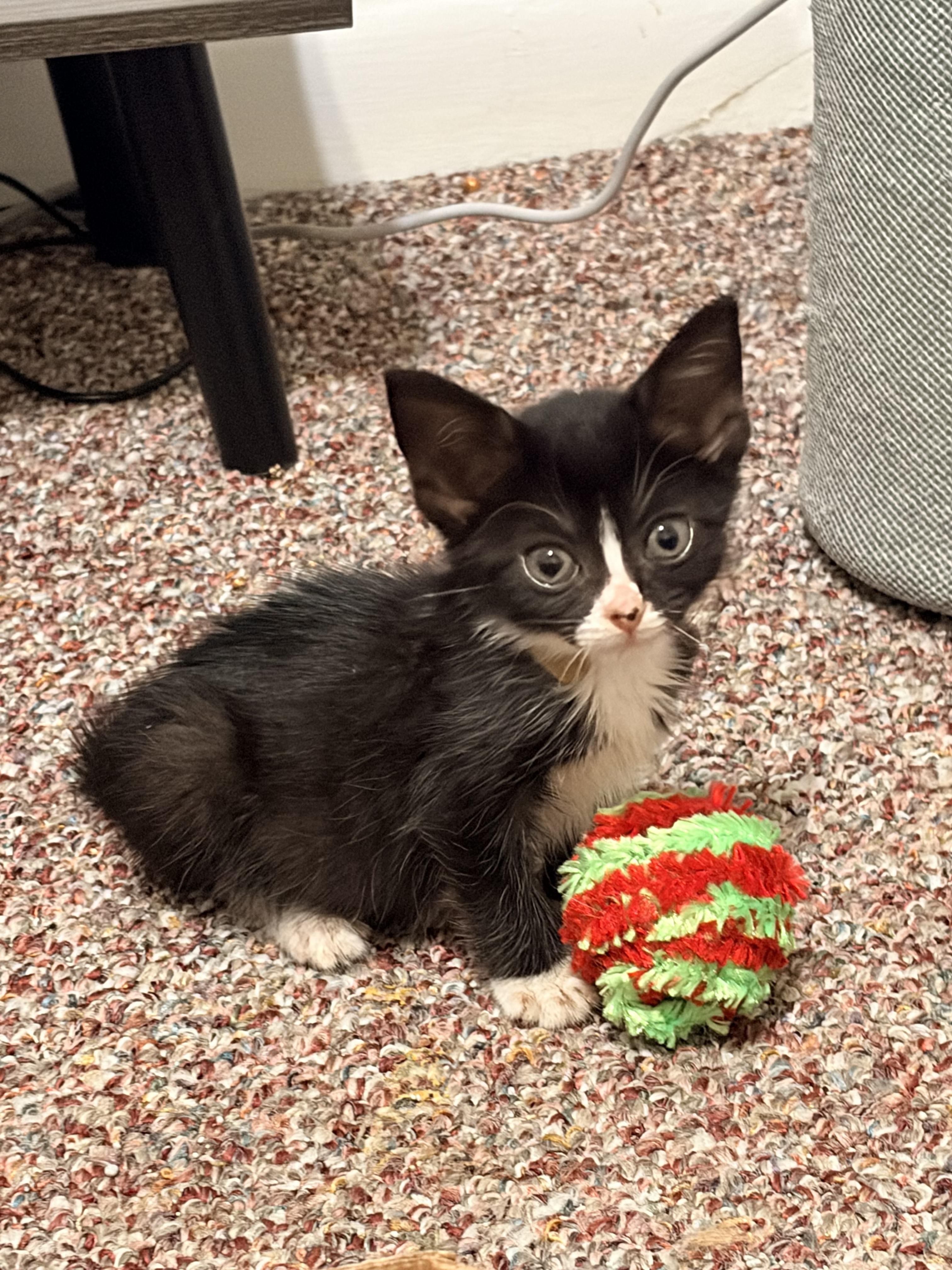 Enlarge Moana, a ADOPTABLE Domestic Medium Hair in Haddon Heights, NJ image 2/3