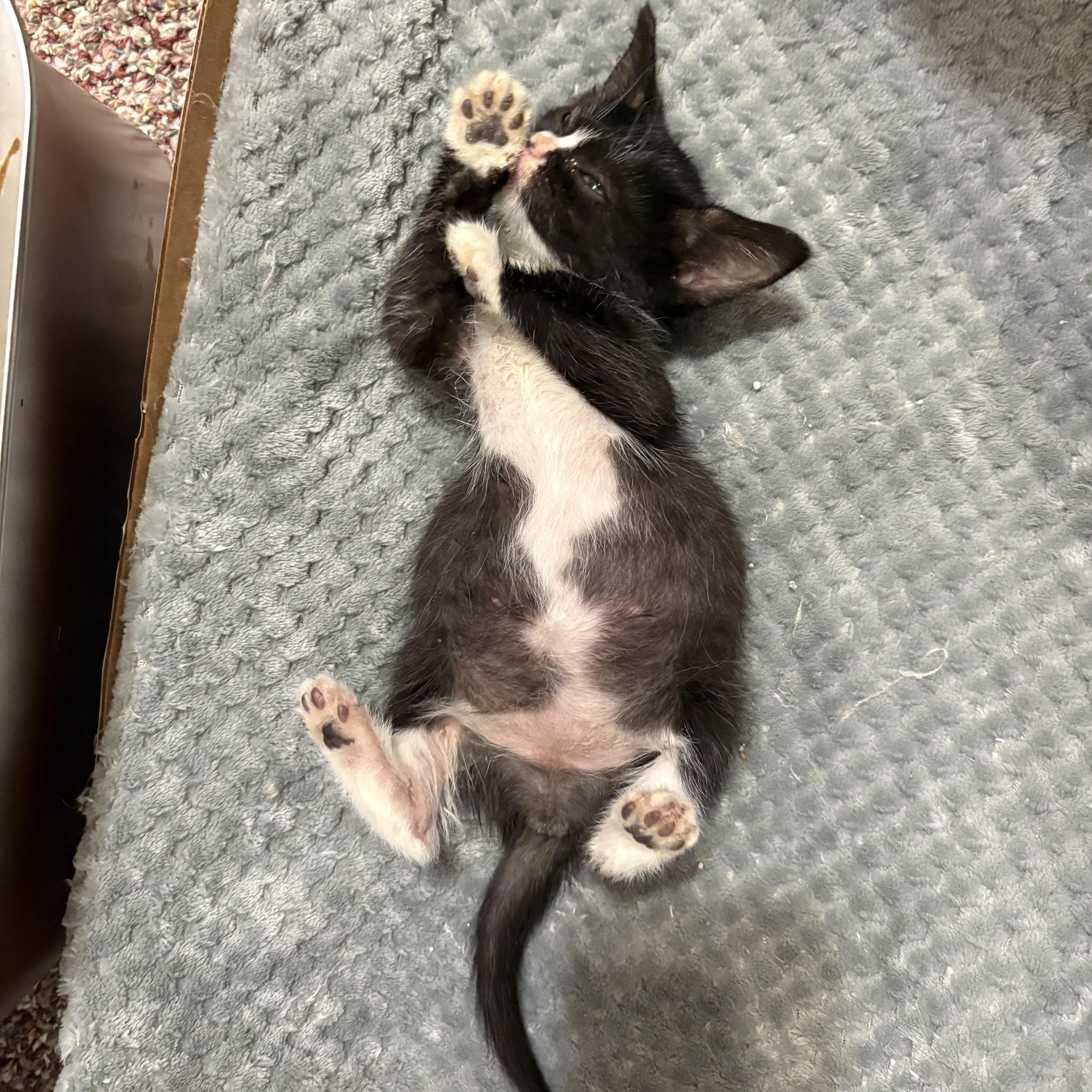 Enlarge Moana, a ADOPTABLE Domestic Medium Hair in Haddon Heights, NJ image 3/3