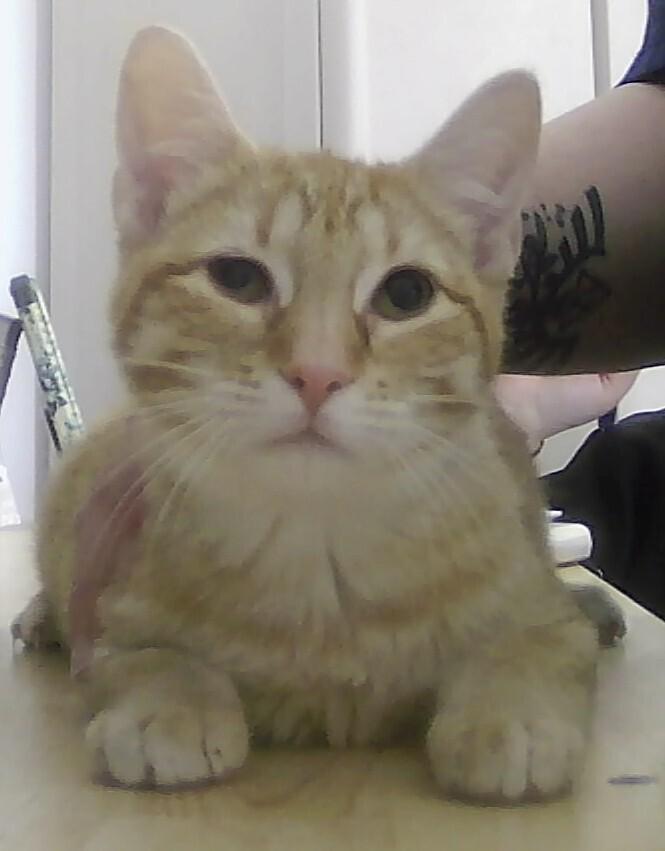Riri, Adoptable, Kitten Female Domestic Short Hair.