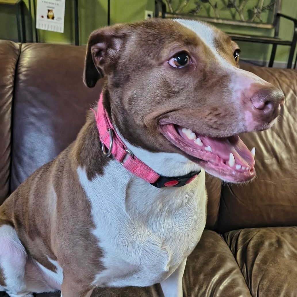 Penelope, a ADOPTABLE mixed breed in Williston, VT image 1/6
