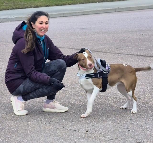 Penelope, a ADOPTABLE mixed breed in Williston, VT image 2/6