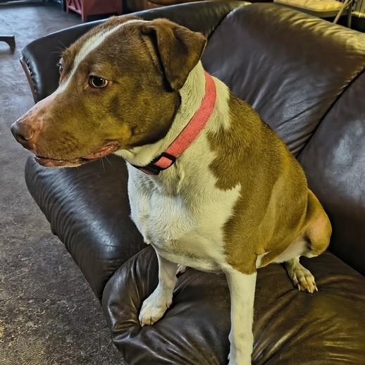Penelope, a ADOPTABLE mixed breed in Williston, VT image 4/6