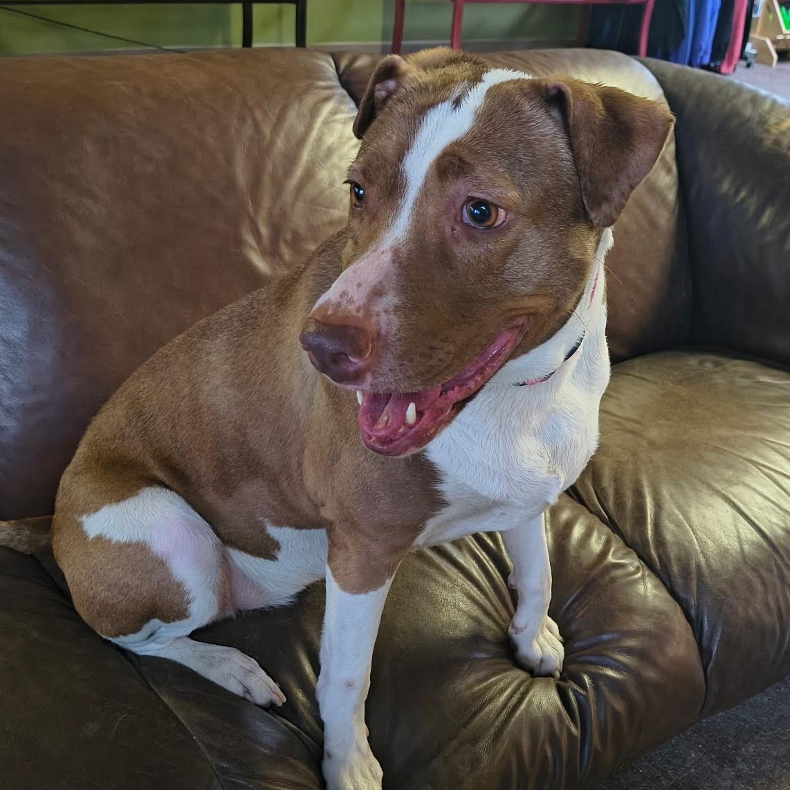 Penelope, a ADOPTABLE mixed breed in Williston, VT image 3/6