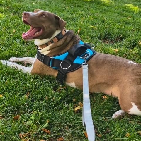 Penelope, a ADOPTABLE mixed breed in Williston, VT image 1/6