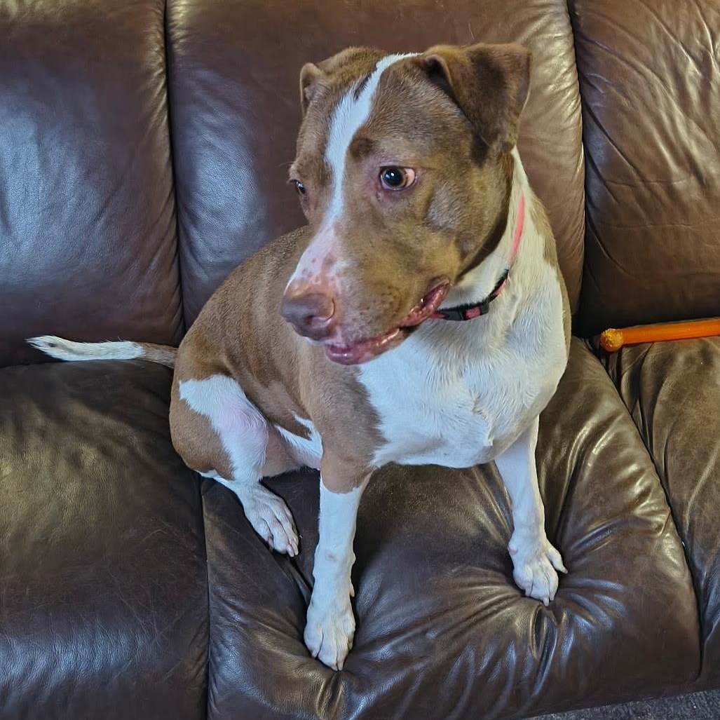 Penelope, a ADOPTABLE mixed breed in Williston, VT image 6/6