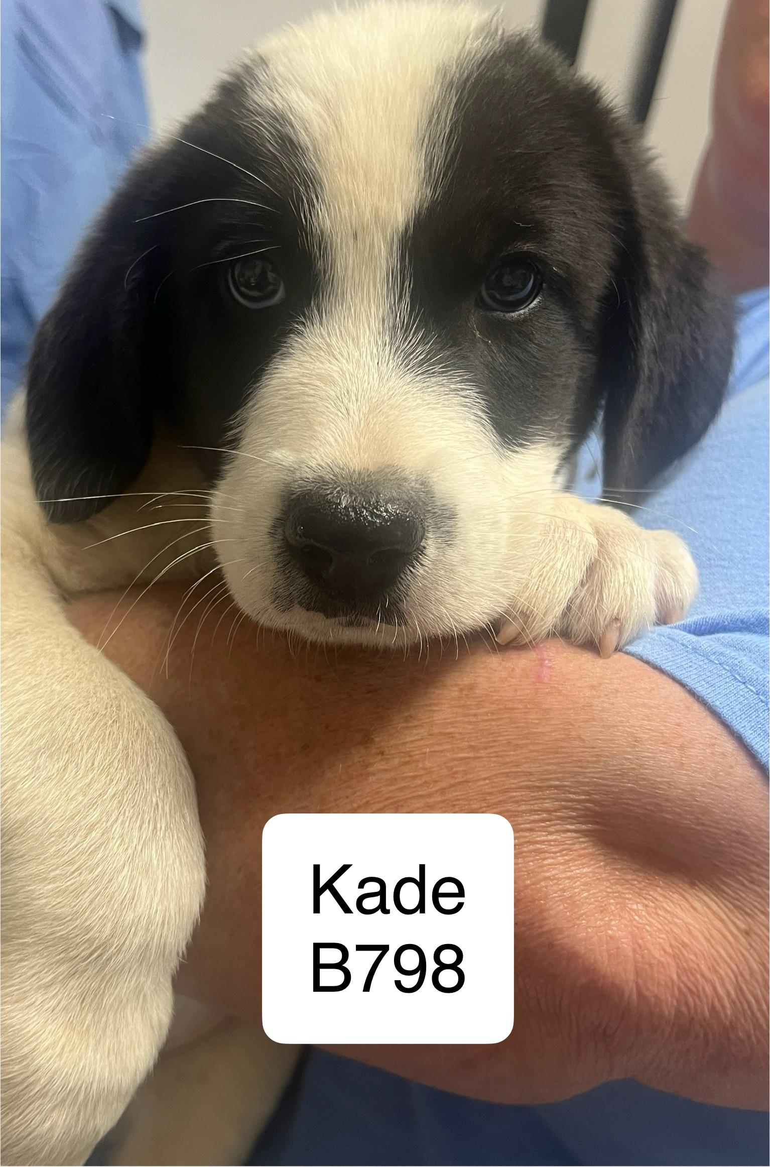 Kade, an adoptable Briard, Great Pyrenees in Morganton, NC, 28655 | Photo Image 1
