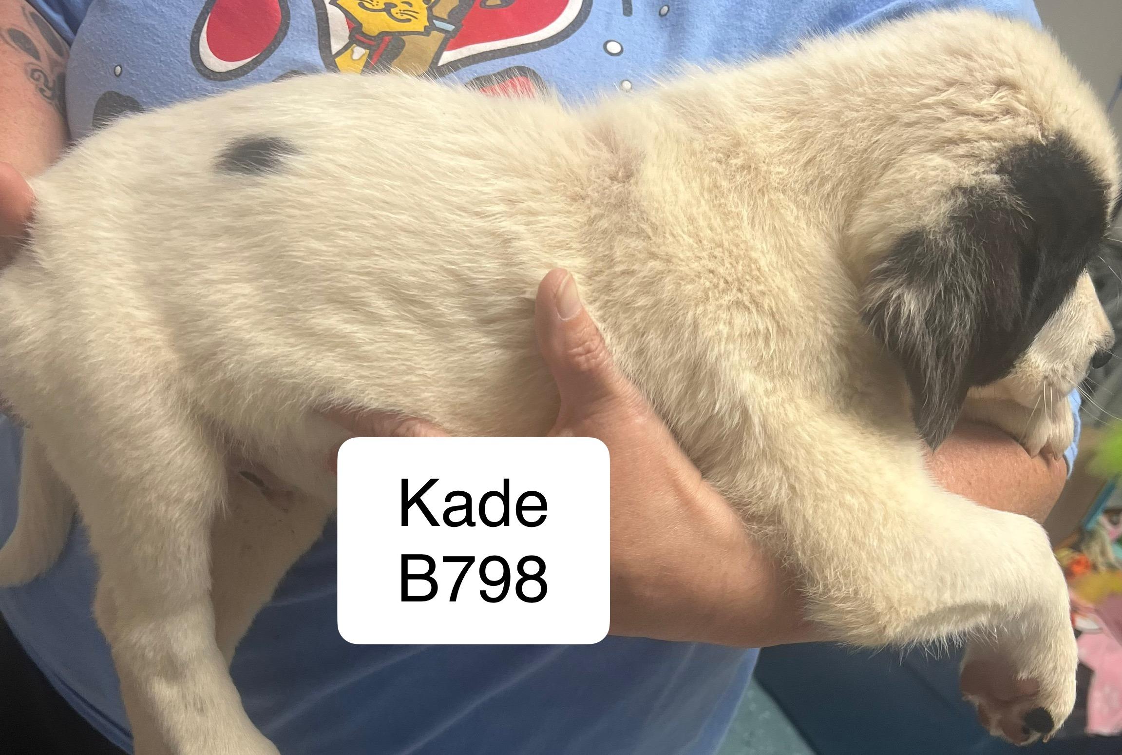 Kade thumbnail 2