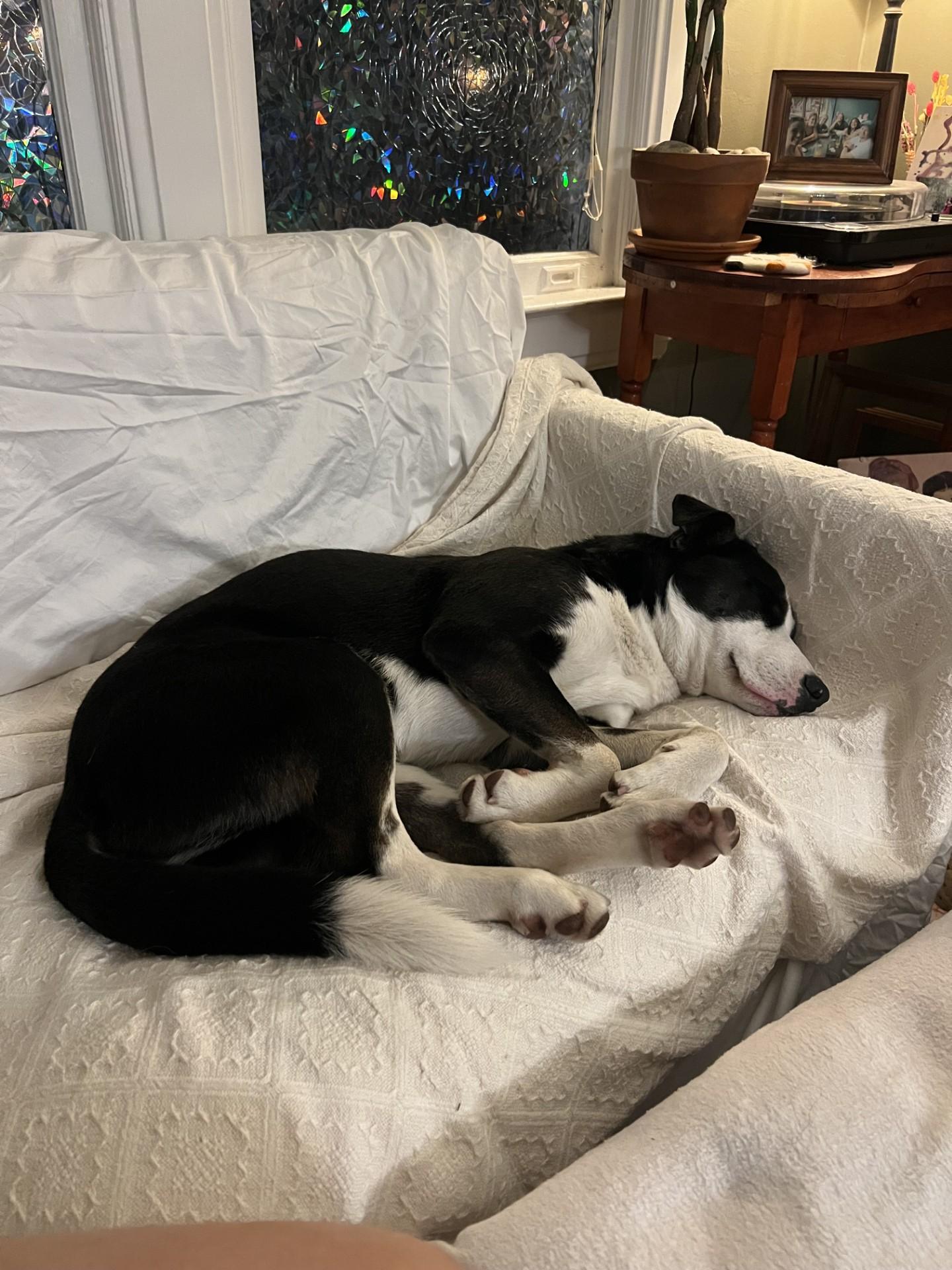 Enlarge Remus, an adoptable mixed breed in Ona, WV image 2/2