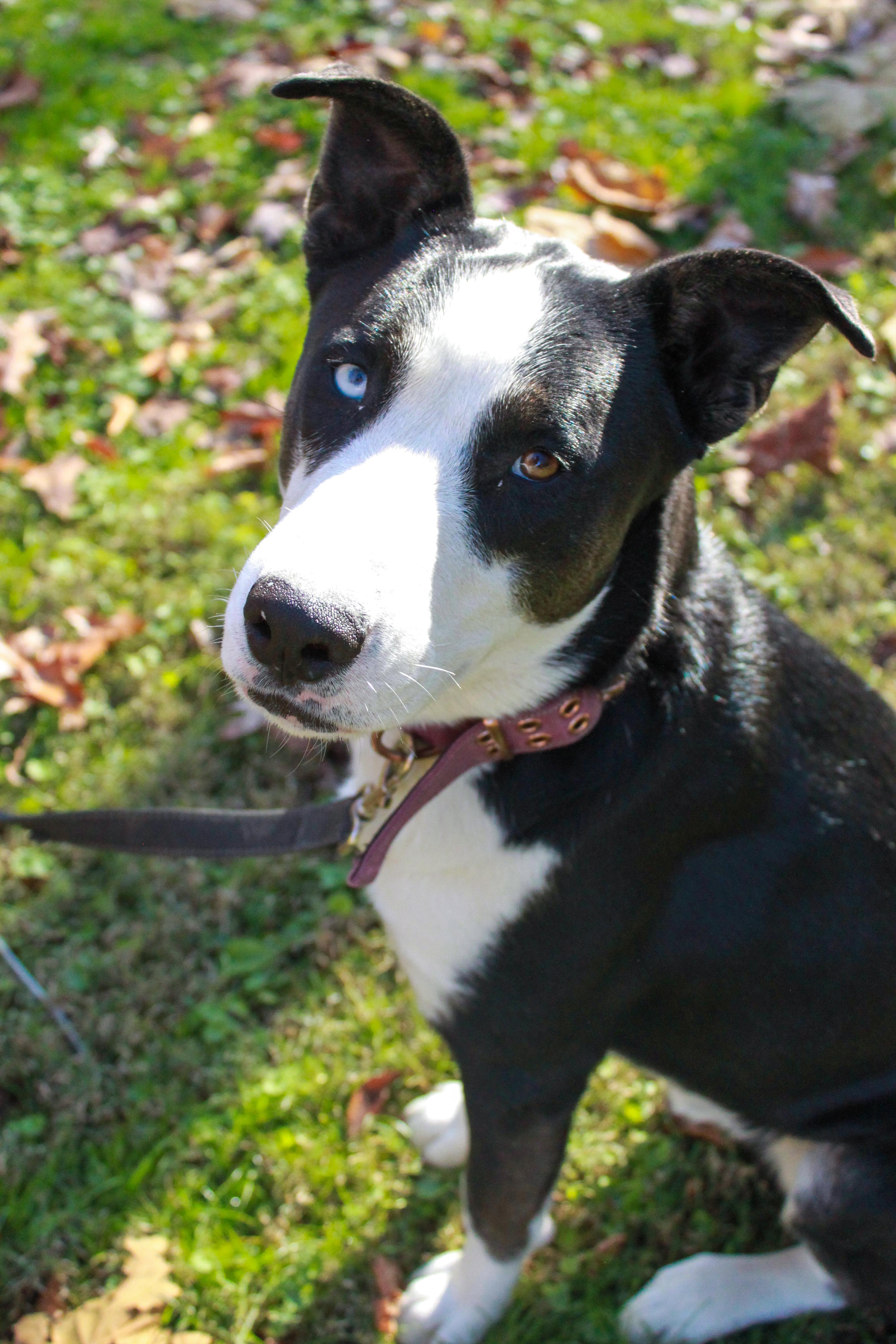 Enlarge Remus, an adoptable mixed breed in Ona, WV image 1/2