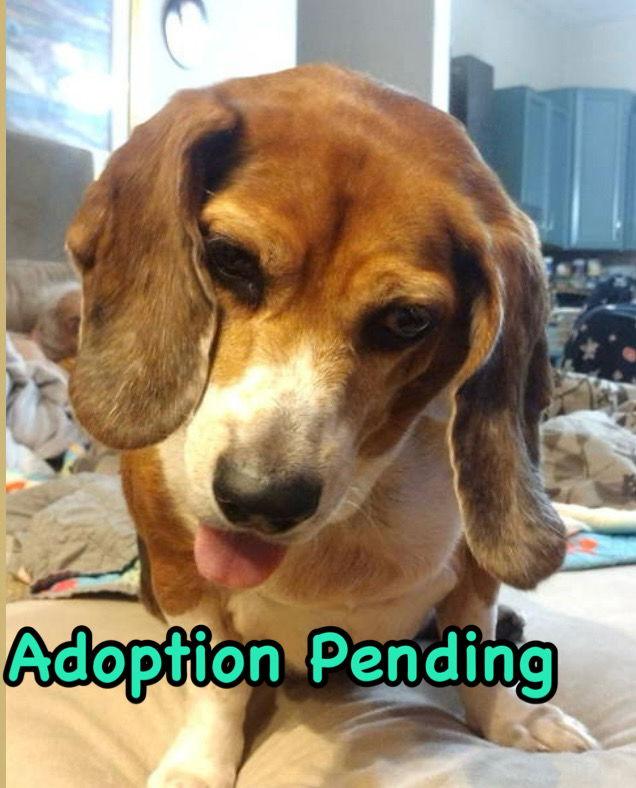Enlarge Luna III, a Adoptable Beagle in Dunnellon, FL image 1/3